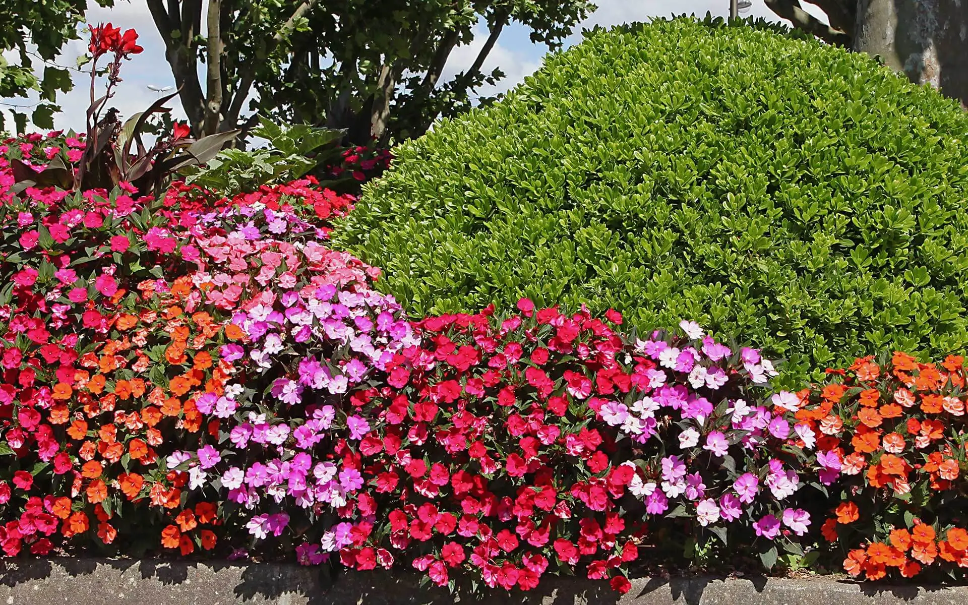 Tips for Watering Annual Flower Beds
