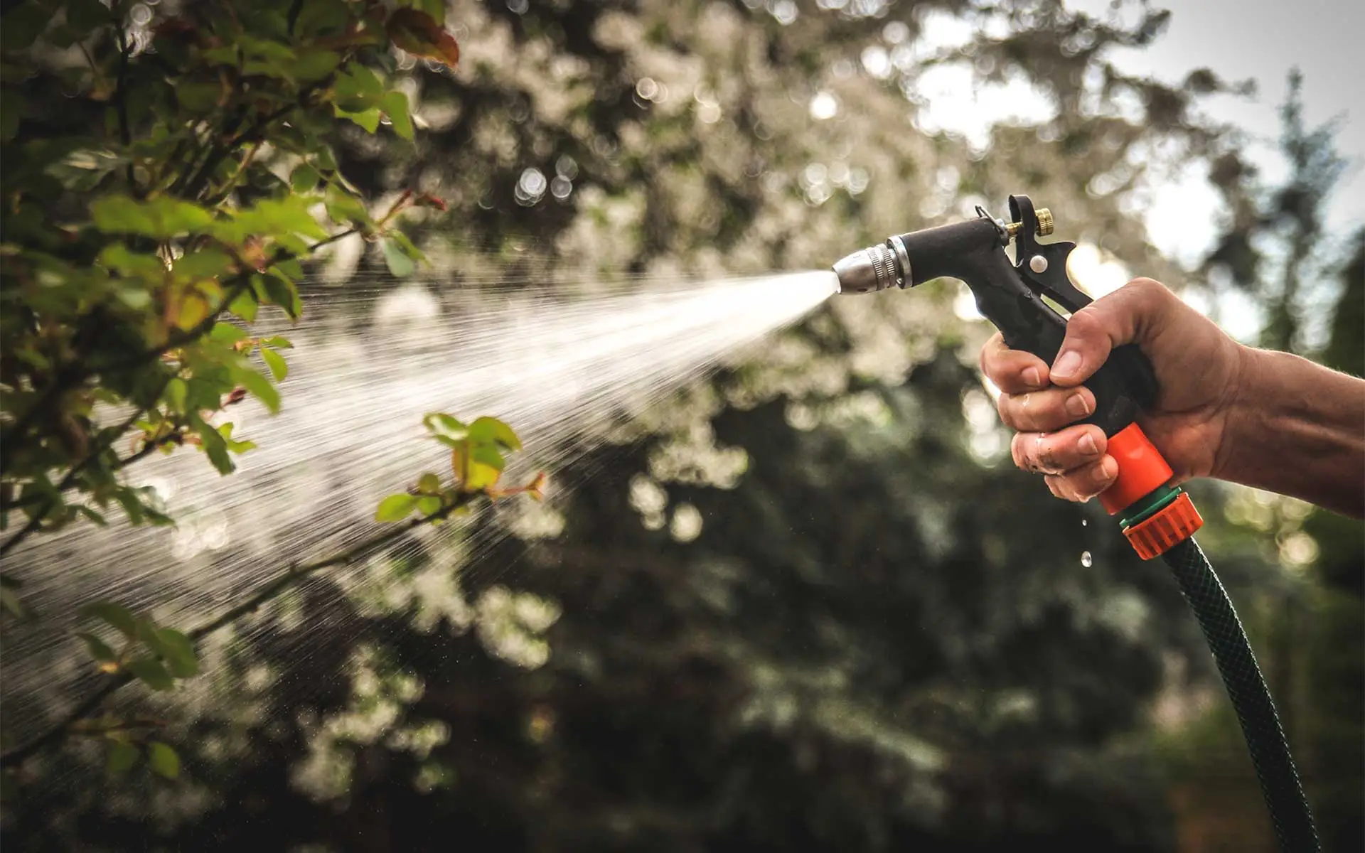 Tree & Shrub Watering Tips